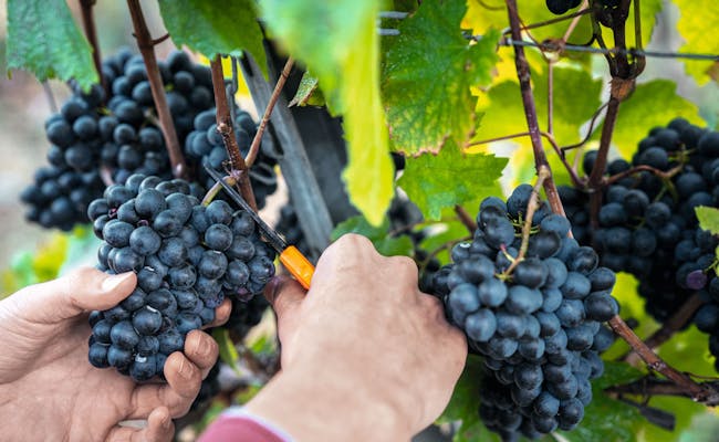 Grape wine tour (Photo: Switzerland Tourism)