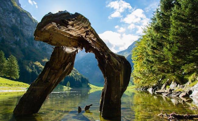 Træformation ved Seealpsee: imponerende bjerglandskab, klart vand, naturoplevelse.
