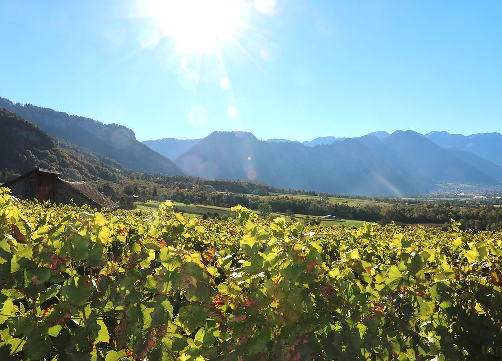 Weingut: Erlebe die Schönheit der Weinberge und der Natur in malerischer Umgebung während deiner Weintour.