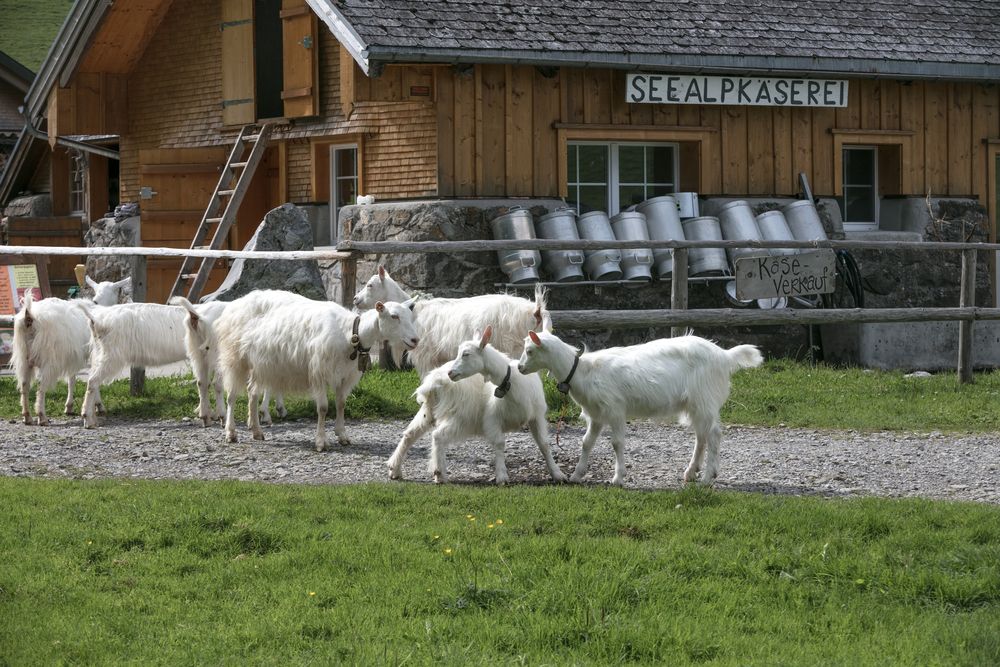 호수 엘프제 호수에서 염소와 함께하는 치즈 공장, 아름다운 자연 속에서 신선한 제품을 즐겨요.