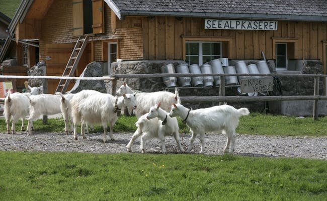 Cheese dairy in the Seealp
