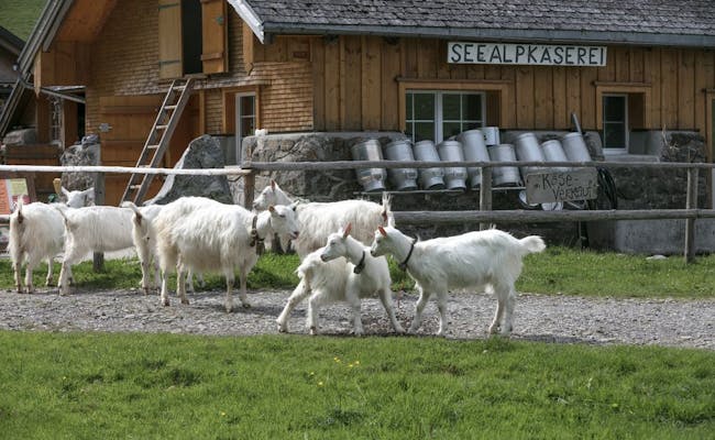 Osteforretning med gedder ved Seealpsee, nyd friske produkter i naturskønne omgivelser.