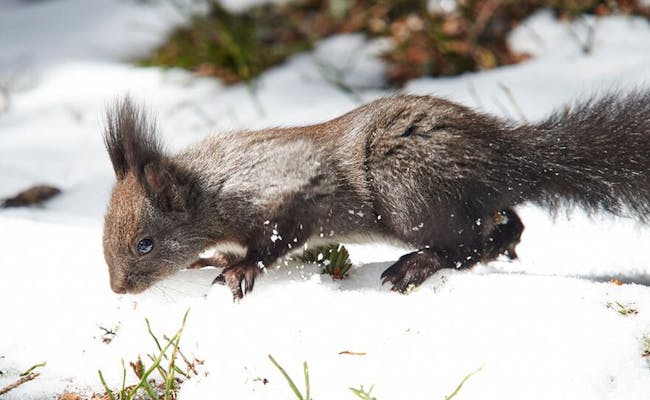 Eichhörnliweg met eekhoorns in de sneeuw, Lenzerheide, winter.