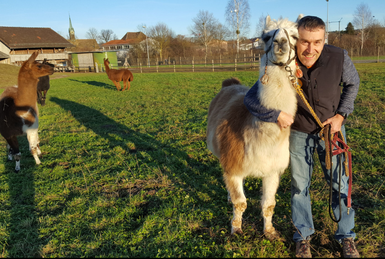 Przewodnik z lamą i alpaki z lamą przy Meier Hof w Bülach, słoneczny łąka, aktywność na świeżym powietrzu.