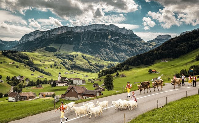 Alpabzug (Foto: Schweiz Tourismus, Jan Geerk)