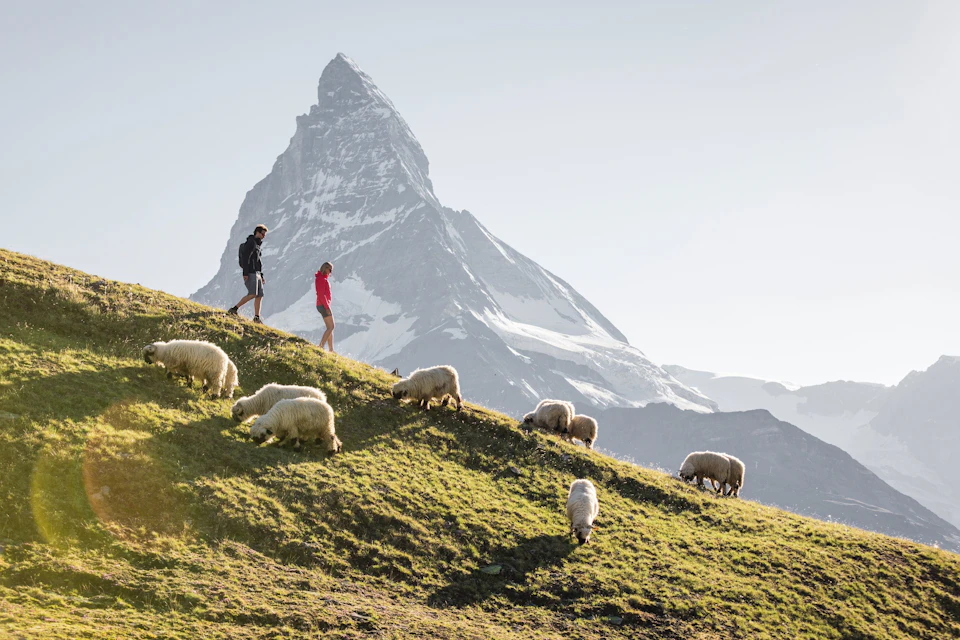 Wanderer Riffelberg Matterhorn