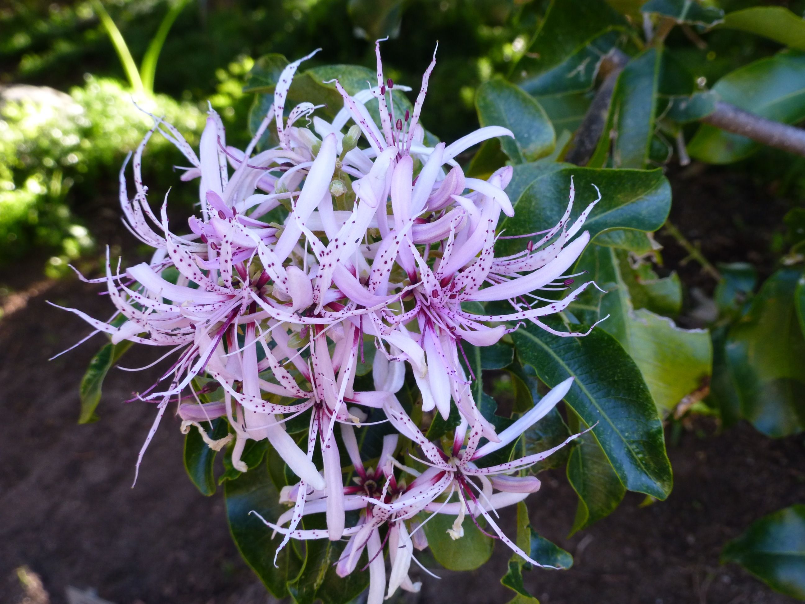 South African Citrus Tree Blossom: colorful flowers in the fertile gardens of Brissago Islands.