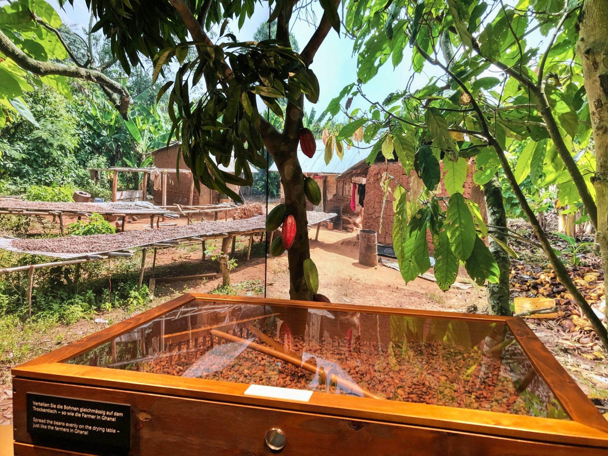 Lindt Home of Chocolate: Tour through the cocoa facility with plants and drying stations.