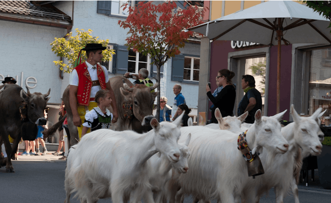 Alpenpanoramaweg met geiten en wandelaars in Zwitserland