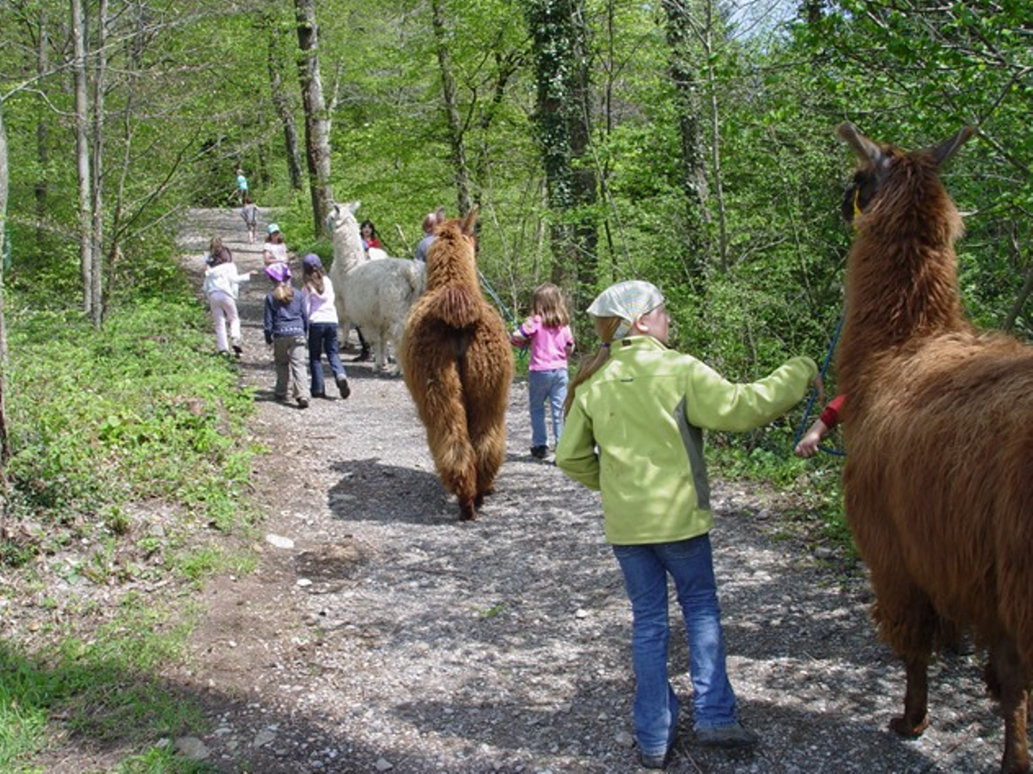 Trekking na lamie i alpakach z Yacana w lesie