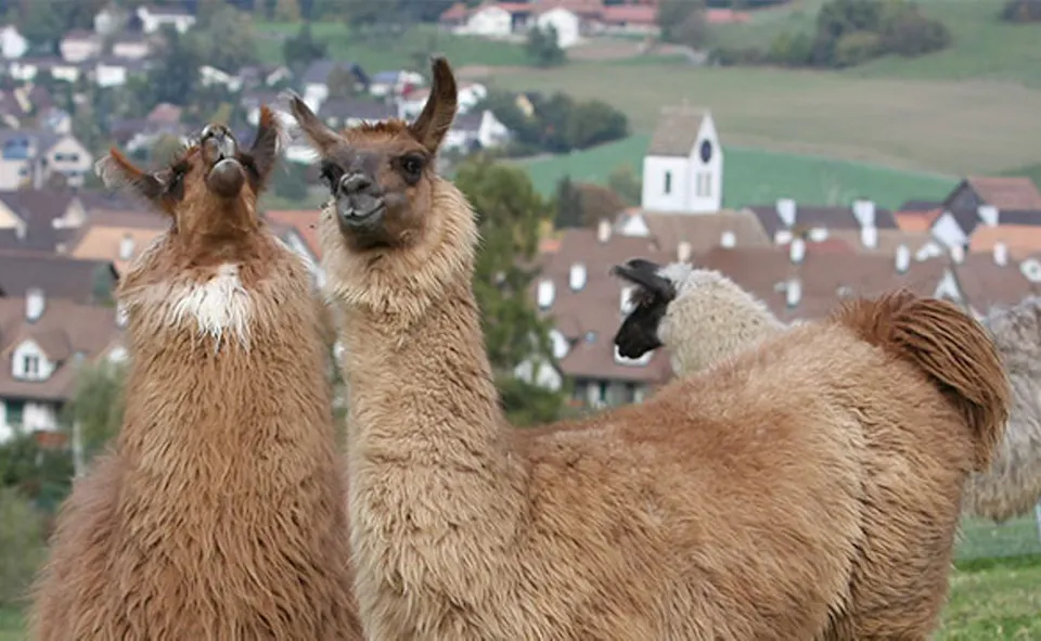 Lama und Alpaka Trekking Guide Bonstetten Tiererlebnis