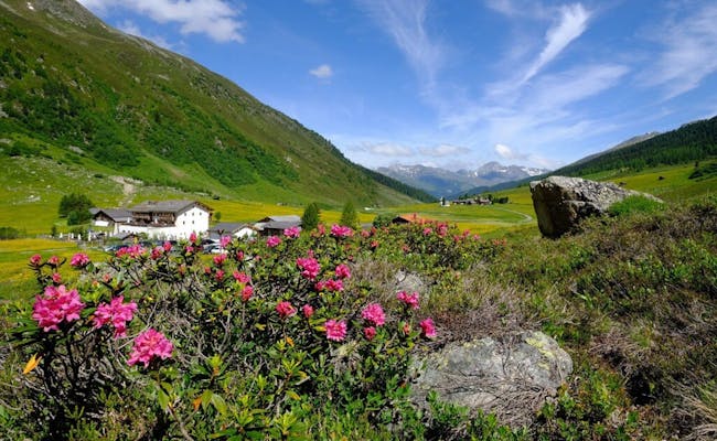 Sertig Walserhaus mit Alpenrosen im Sommer bei Davos