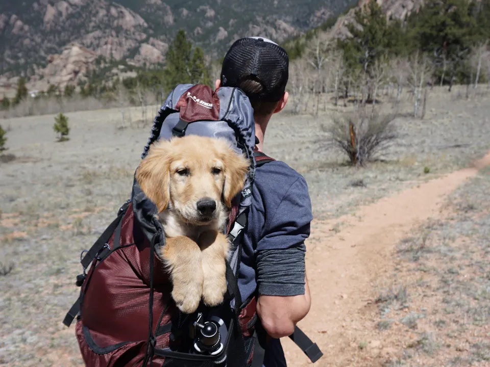 Hund Wandern