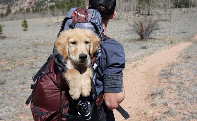 Hiking with dog (Photo: Pexels)