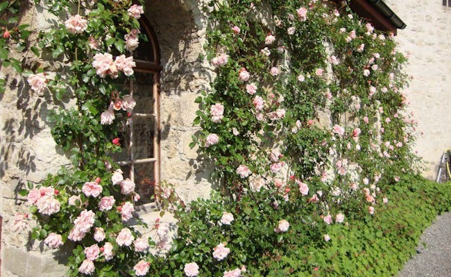 Rose garden (Photo: Museum Aargau).