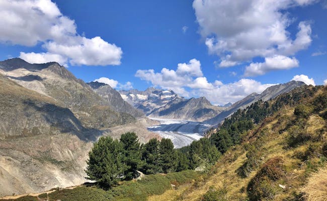 Aletsch-isen om sommeren, vandrere på vej, landlig omgivelser.