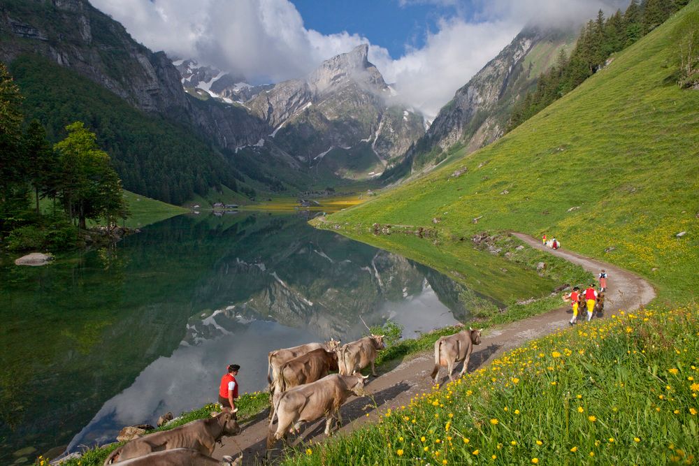 알프 하우프트방: 소들이 보주 호수를 지나가고, 산과 꽃이 가득한 자연으로 둘러싸여 있어 하이킹에 이상적입니다.
