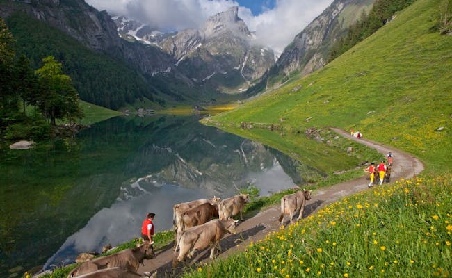 Alpetræk: Køer passerer ved Seealpsee, omgivet af bjerge og blomstrende natur, perfekt for vandrere.