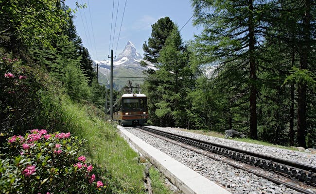 Gornergratbahn mit Matterhorn im Arvenwald (Foto ©  Gornergratbahn, Thomas Andenmatten, Zermatt Tourismus)