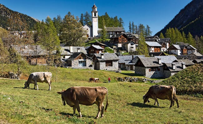 Malá horská vesnice v Ticinu s kravami a hodinkami