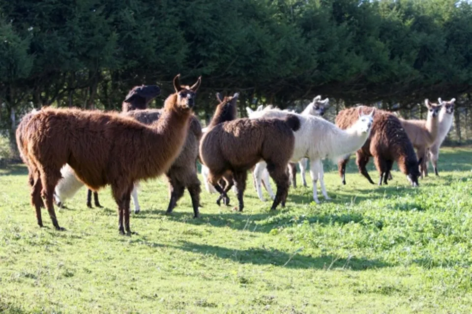 Lama und Alpaka Trekking Guide   Bonstetten Tiererlebnis