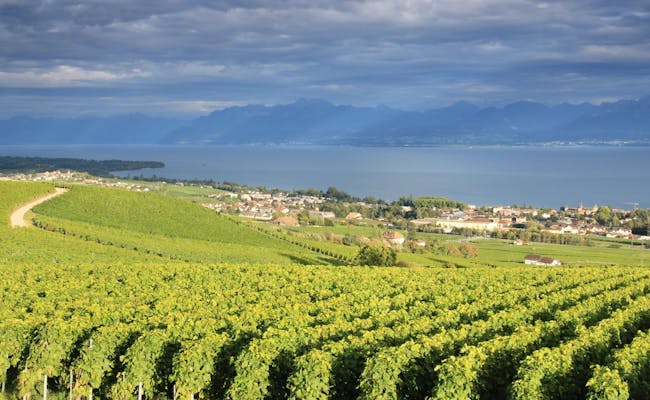 Vineyards of Nyon on Lake Geneva (Photo: MySwitzerland)