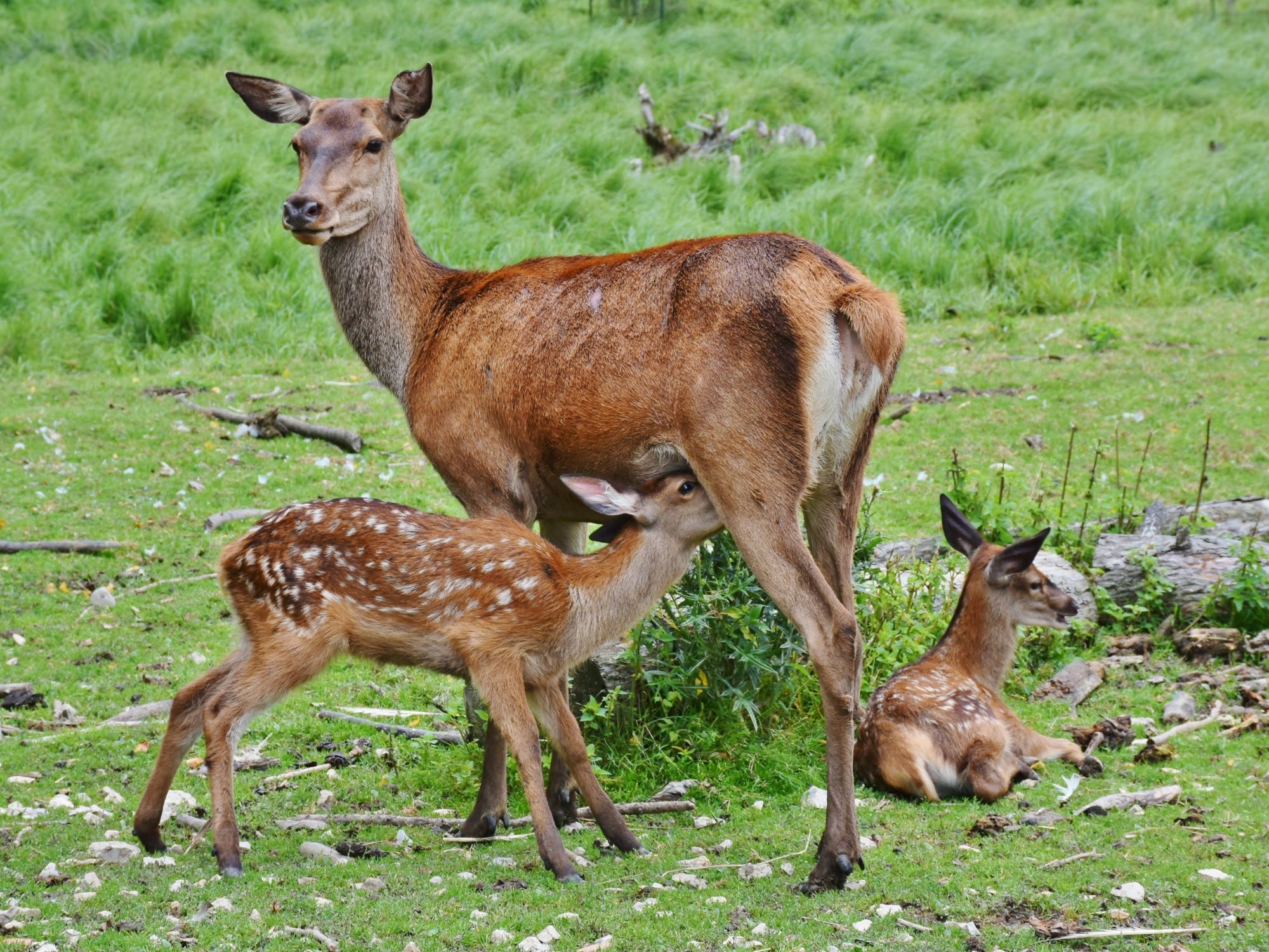 Vår hjortkalv dricker av sin mamma på gröna ängen.