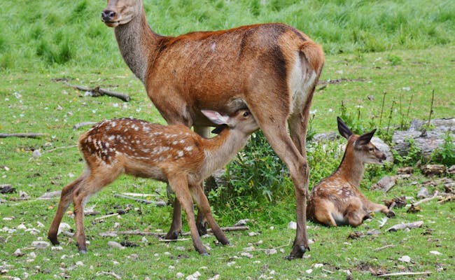 Young deer kiz in spring (Photo: Pixabay)