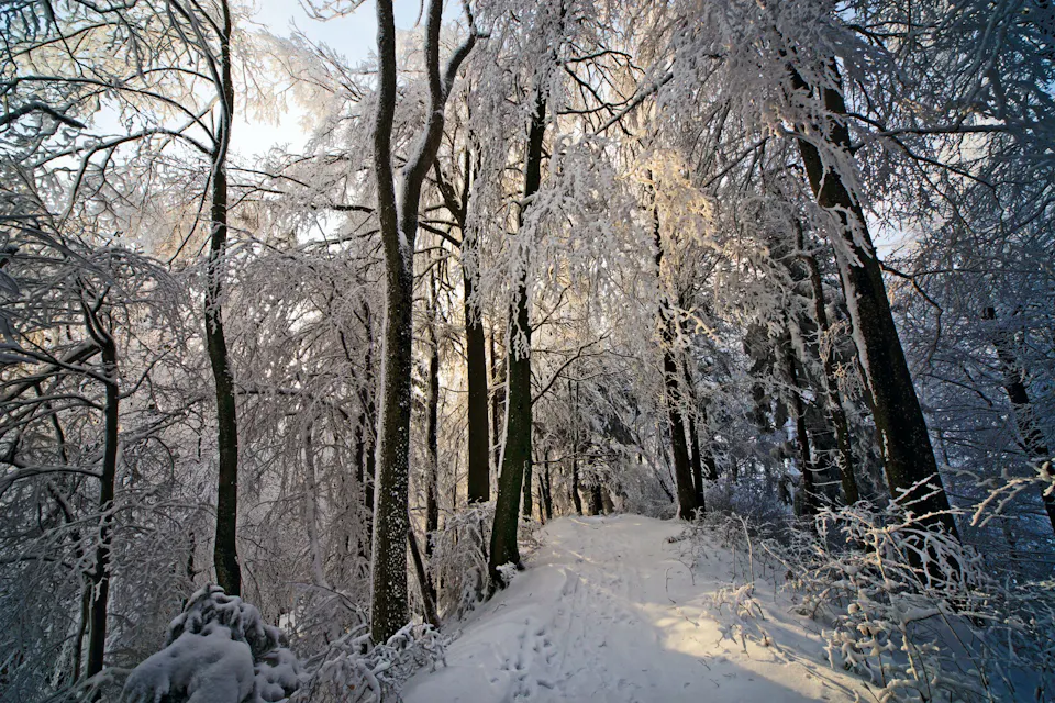 Naturpark Zürich Sihlwald Waldpfad