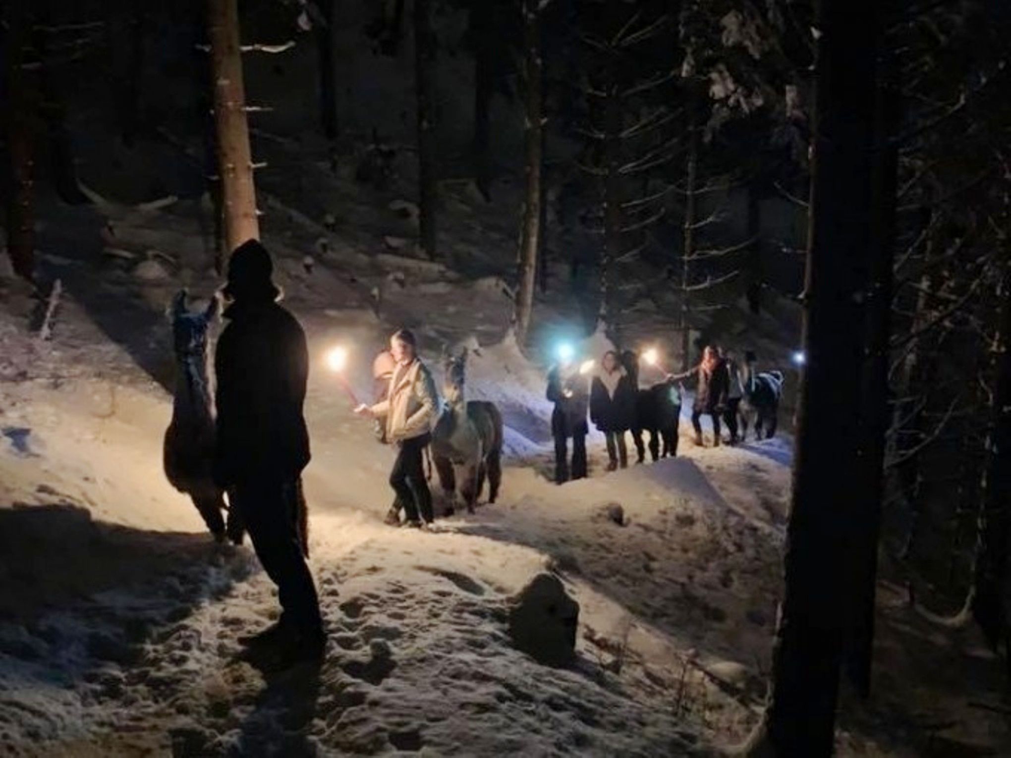 Ночные зимние прогулки на альпаках и ламах
