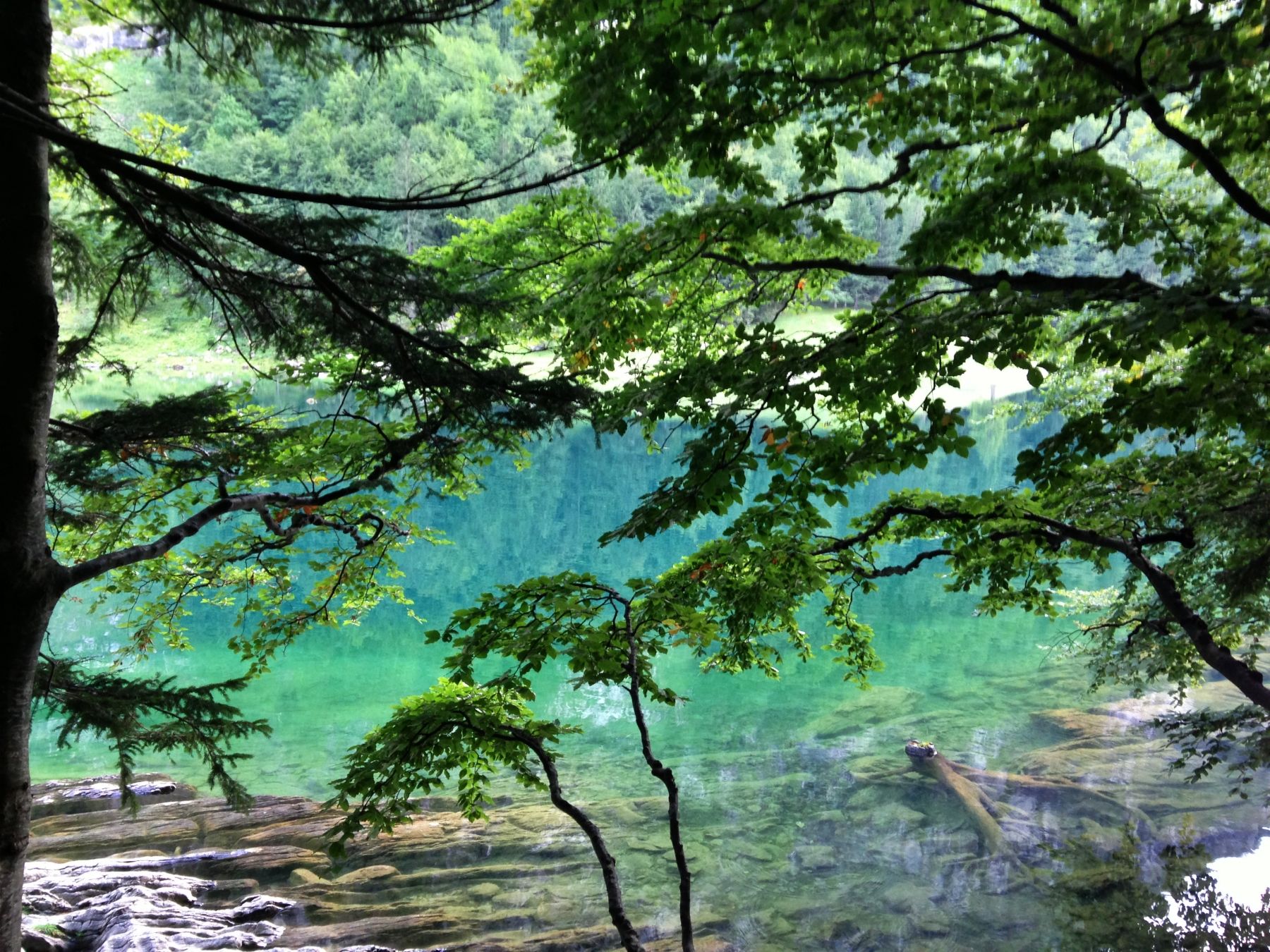 Seealpsee: 나무와 산으로 둘러싸인 맑은 호수, 자연 속에서의 탐험에 이상적이다