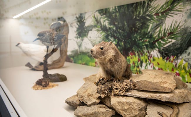 Tiere im Welterbe: diverse Tierarten im Swiss Alps, Natur und Wildlife im Fokus.