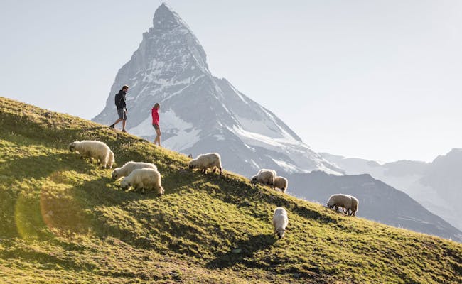 Drumeție pe Riffelberg cu vedere spre Matterhorn și oi în natura din regiunea Zermatt.