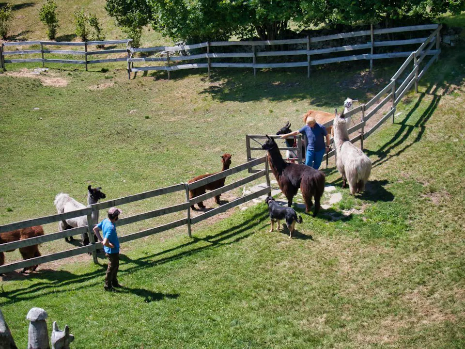 Lama und Alpaka Trekking Lamatrekking Ticino