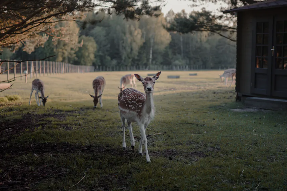 Hund Tierpark