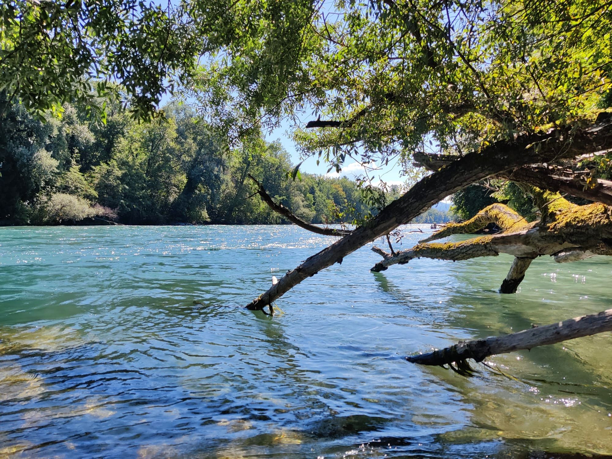 Aare in Bern Belp: picturesque river landscape surrounded by green nature and trees
