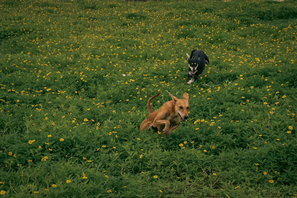 Hund Hundewiese