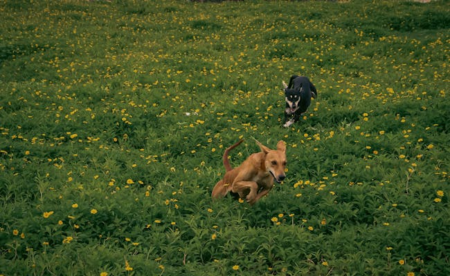 Hundewiese (Foto: unsplash)