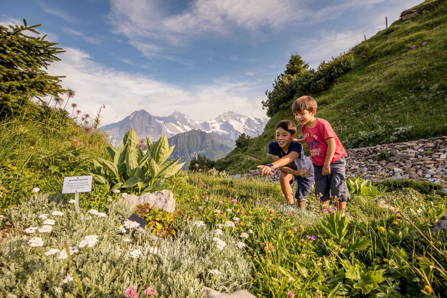 Jungfrau Travel Pass Is It Worth Buying Swiss Activities   09 Jungfrau Travel Pass Schynige Platte Wandern Alpengarten Jungfraubahnen A1c6249c1b 