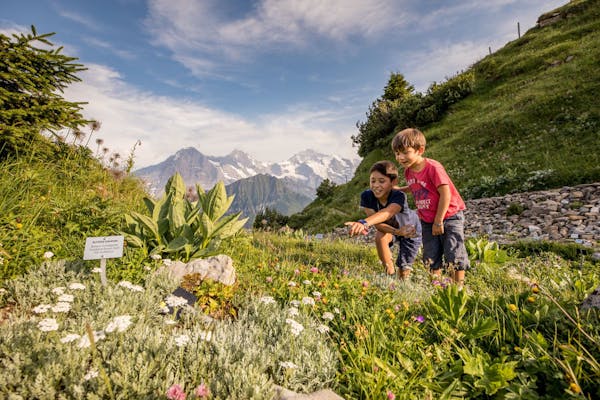 Schynige Platte Wandern Alpengarten  (Foto: © Jungfraubahnen)
