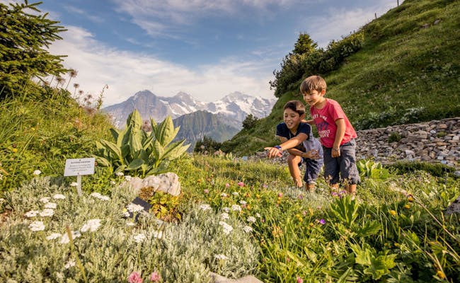 Schynige Platte: Kinderen verkennen de alpengarten in de zomer met uitzicht op de bergen.