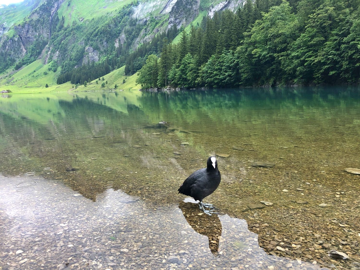 호수의 타우처리. 검은 새가 맑은 호숫가에 서 있고, 그 주변은 산으로 둘러싸여 있다.