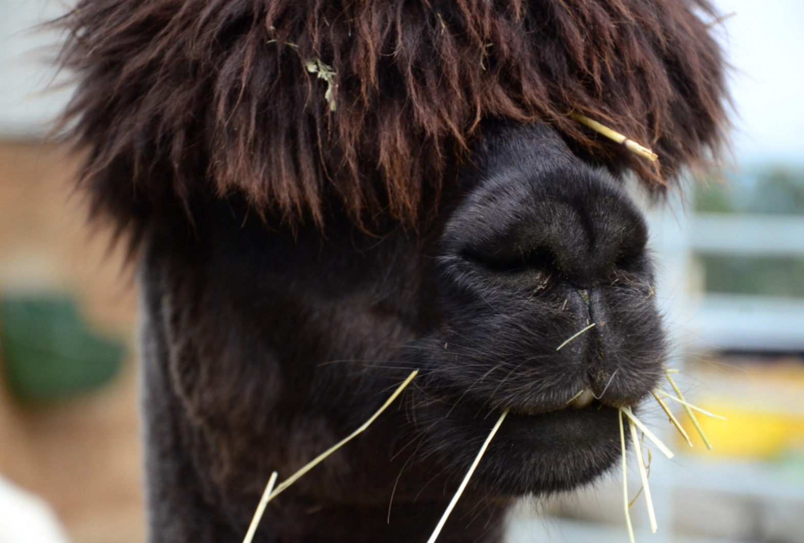 Alpaka z gęstą, brązową sierścią żeruje na sianie na Wädisfarm.