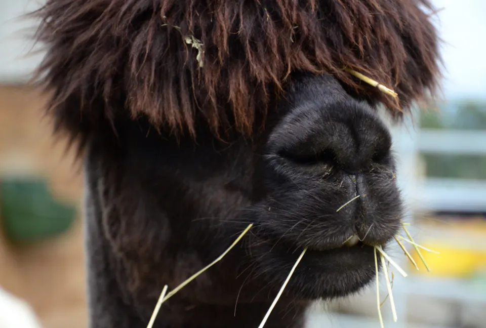 Lama und Alpaka Trekking Wädisfarm  