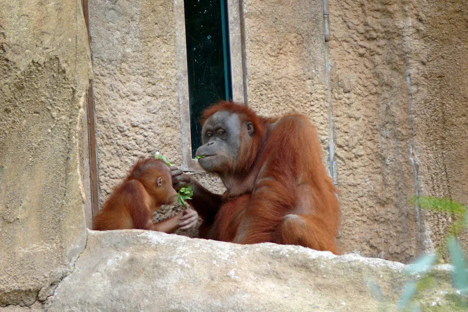 Kindergeburtstag Zoo