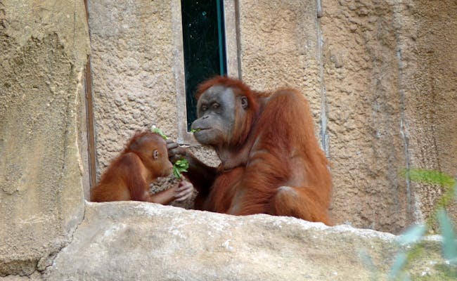 Zoo Orang Utans (Photo: Elke Huber)
