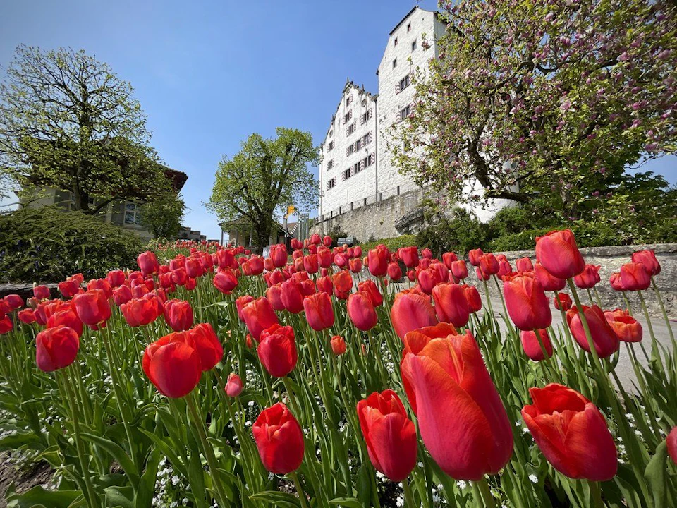 Garten Tulpen Schloss Wildegg