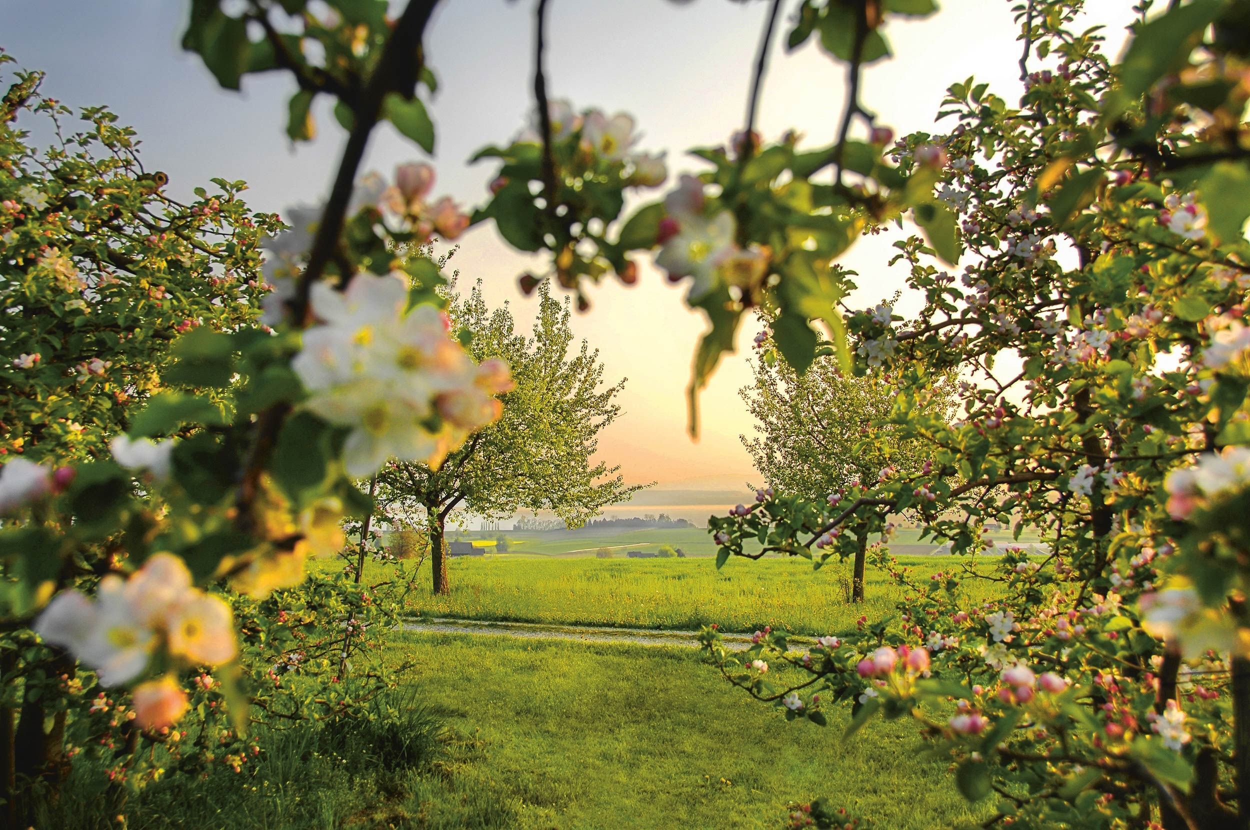 Sentiero delle Mele Altnau: Alberi da frutto in fiore in primavera, paesaggio idilliaco e esperienza nella natura.