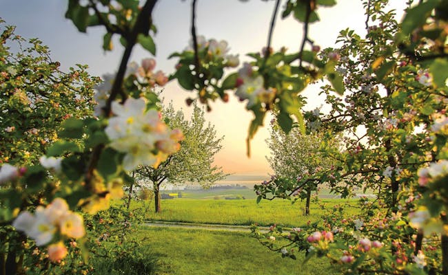 Sentier des pommes d'Altnau en fleurs (photo : MySwitzerland)