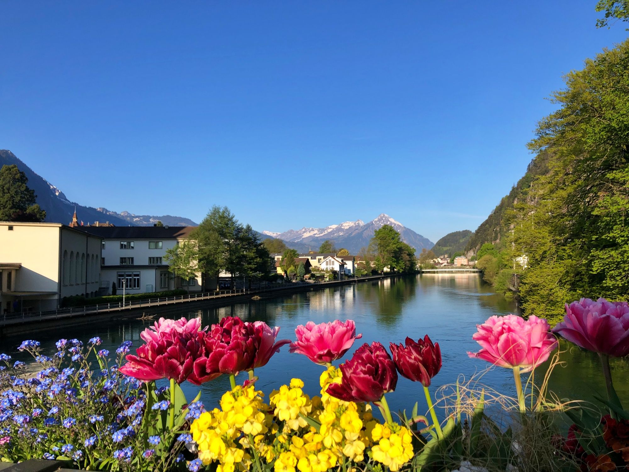 Fiori Interlaken: Fiori colorati lungo il fiume con montagne sullo sfondo e cielo blu.
